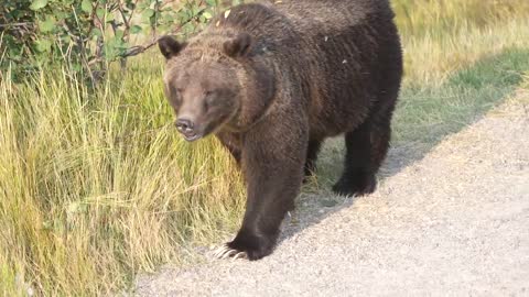 Grizzly Bear 399 looking happy and healthy in the fall of '22 after releasing her four cubs in May.