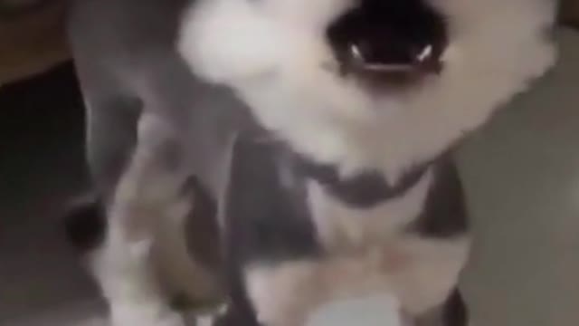 Funny puppy complains about the excessive haircut