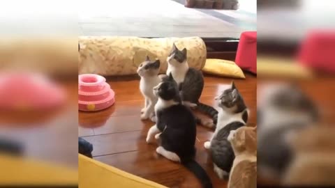 Baby cats - cute and funny cat videos compilation