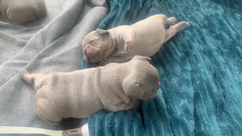 3WEEKS OLD FRENCHIE PUPPIES 🐶