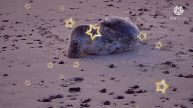 Seals roam the seashore.