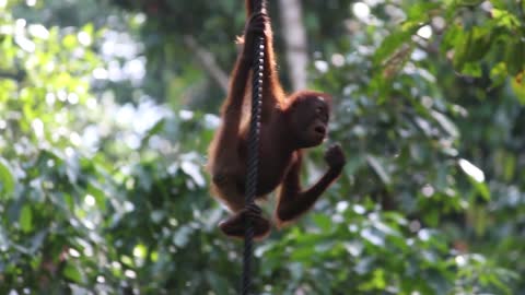 Orangutan in Malaysia Jungle