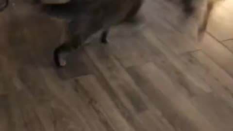 Cute cat and dog fight