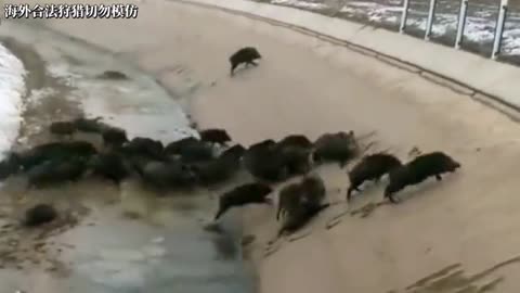 A huge herd of pigs strayed into the canal