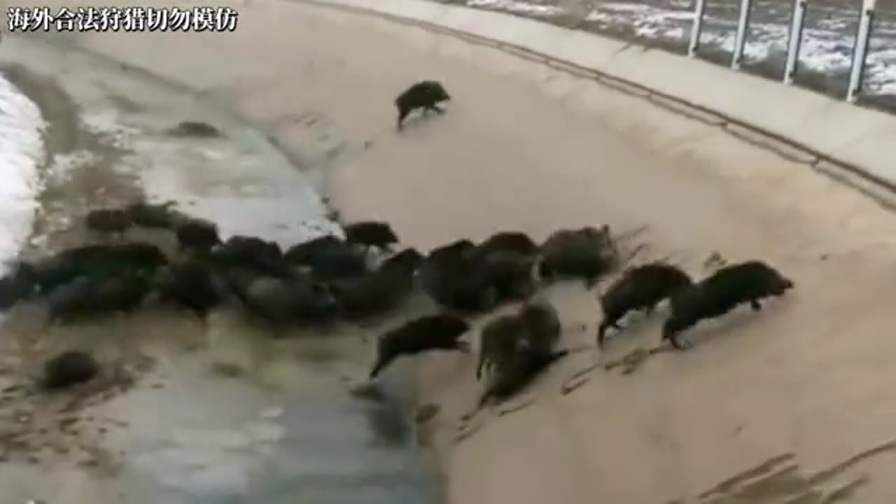 A huge herd of pigs strayed into the canal