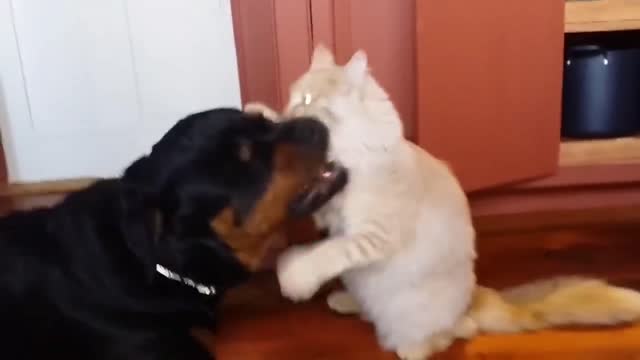 Cat and dog fight.