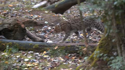 Fishing Cat: The Cat That Hunts Underwater