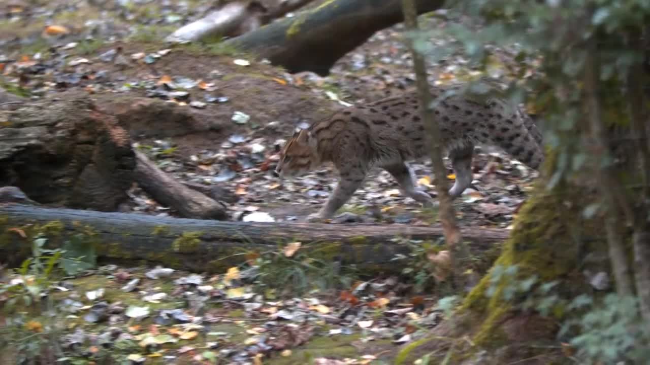 Fishing Cat: The Cat That Hunts Underwater