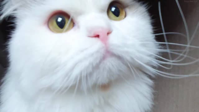 Cat is coming! It's getting closer! too close! (Cats likes boxes!)