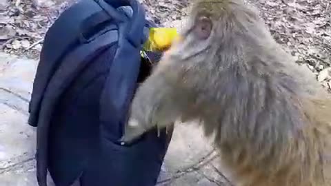 How to get monkey 🐒 have to make sure you amazing