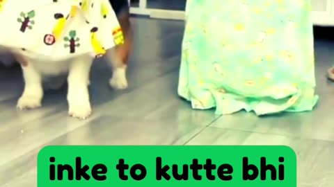 Sahi Kehte Hain Billi Sher Ki khala hai tabhi to kutty ki bhi class lga di🐈🐕-