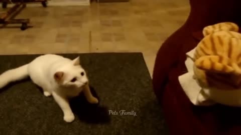 Funny Animal Videos Collection