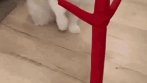 Cute Cat Gif