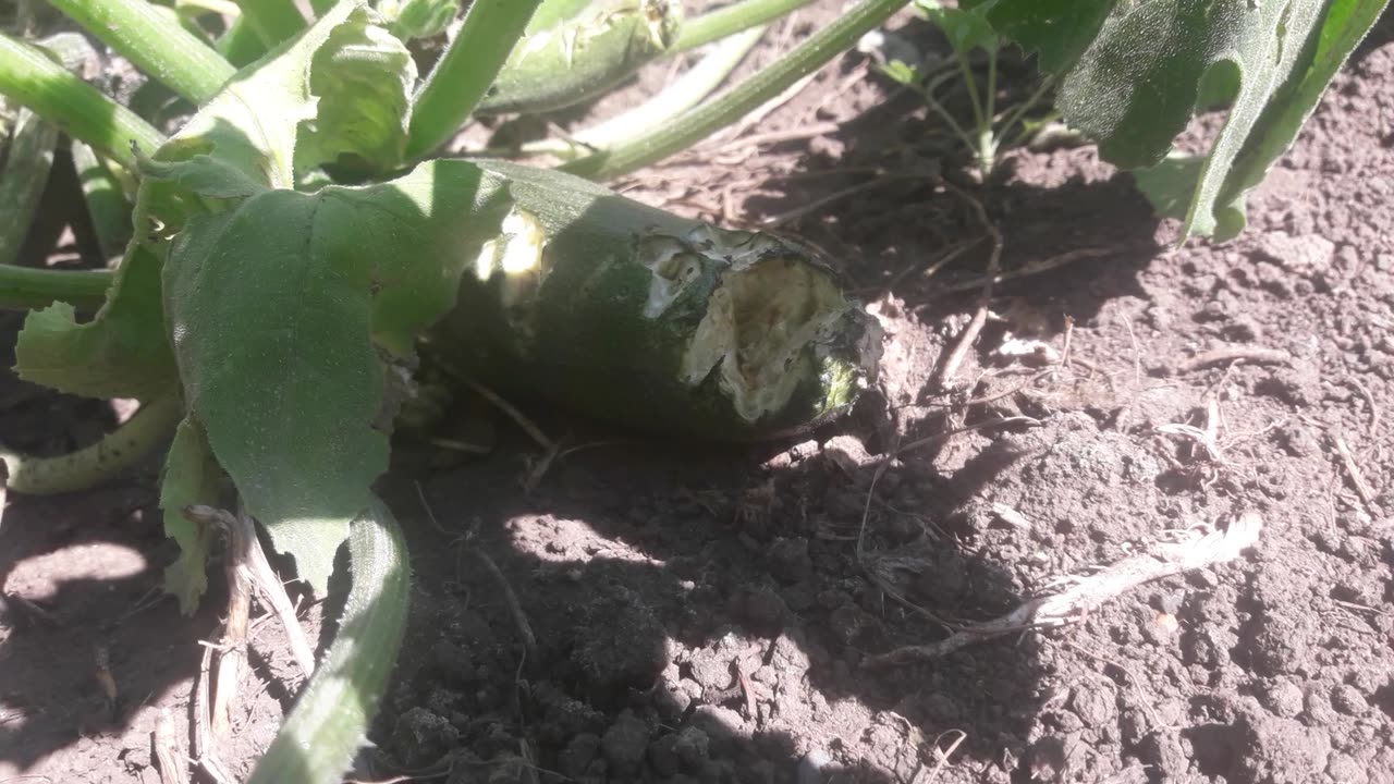 The pheasants ate the zucchini