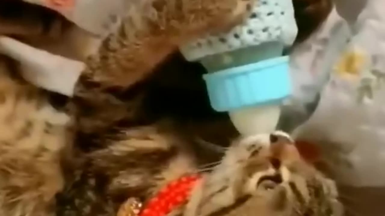 Cute and funny cats❤️