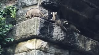 Central Park Raccoons Carefully Climb Wall