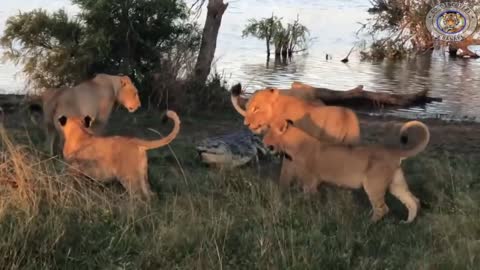 What will happen if newborn lion across river meets the crocodile -