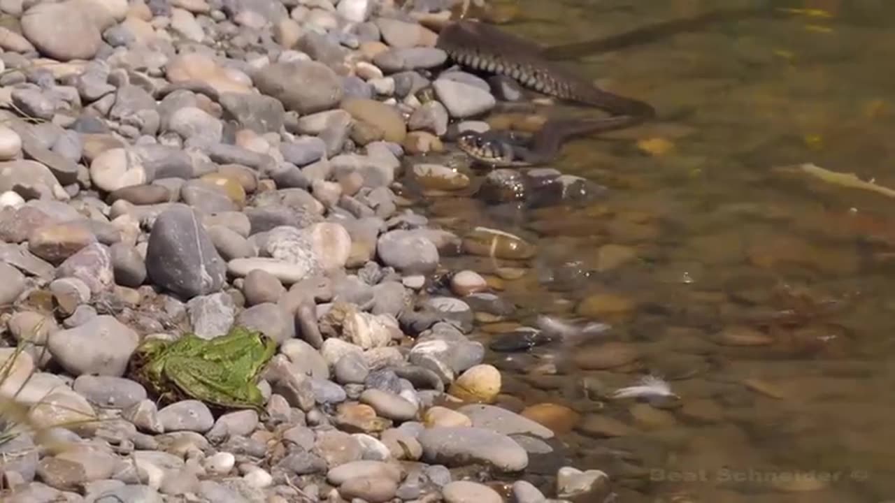 Very- Large- Black- Snake