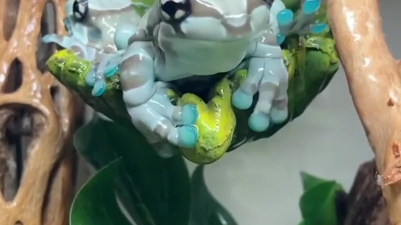 Amazon milk frog