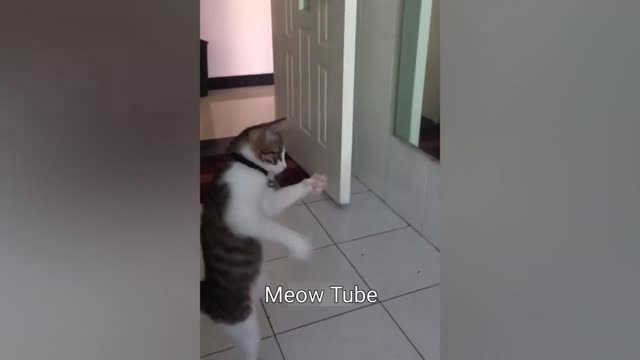 Funny Cats and Dogs Videos πΊπΆ Funniest Animals 2023 π Part 5