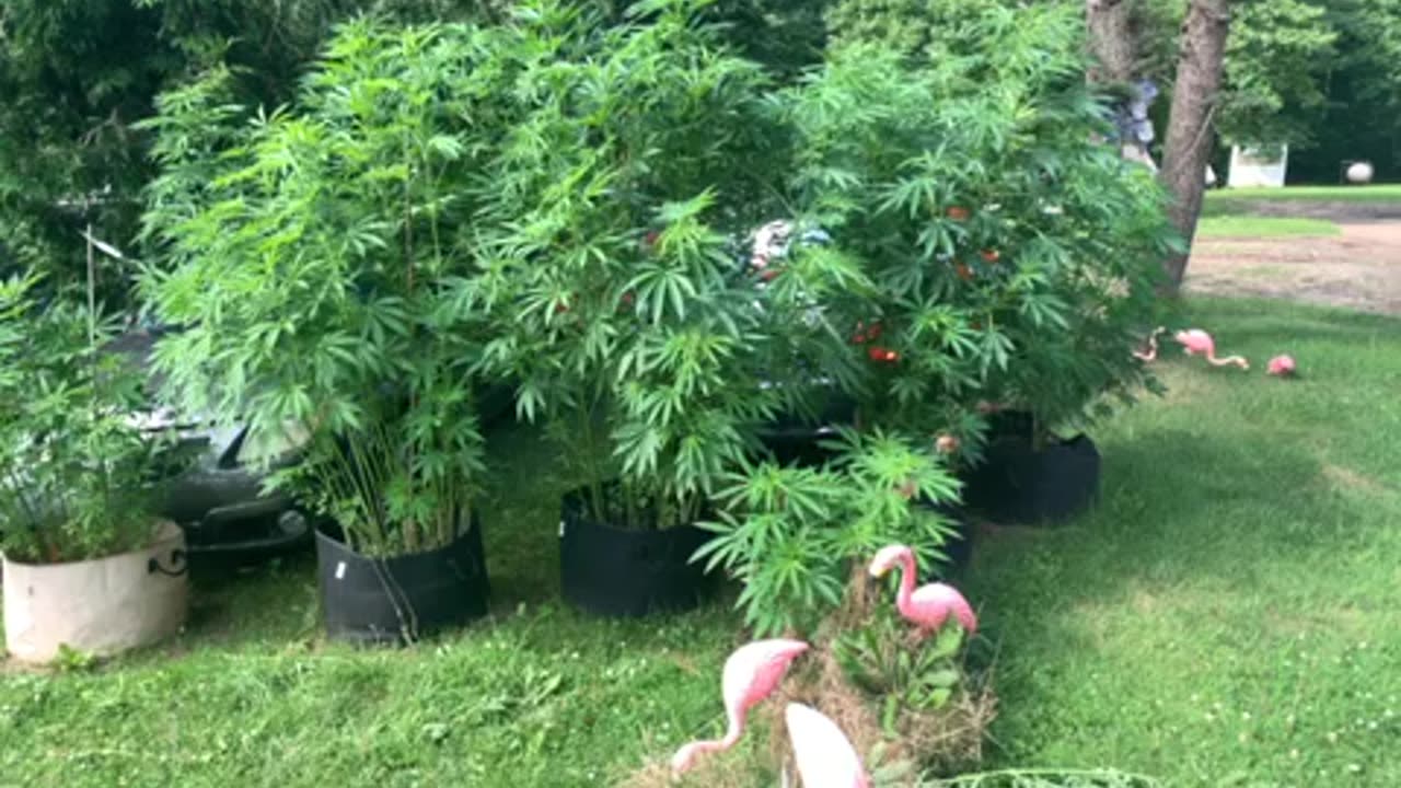 Marijuana grow 7/08/24 mid Michigan 30 gallon containers