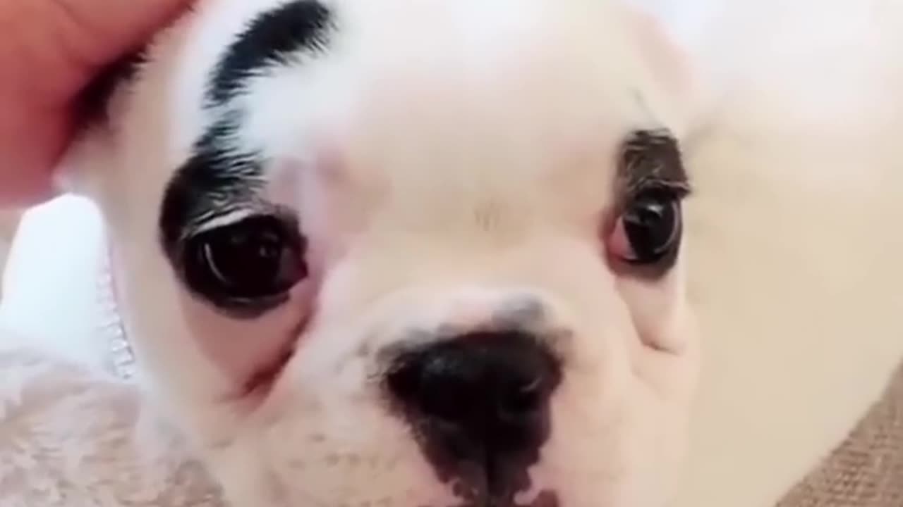 Funny Dog Moment