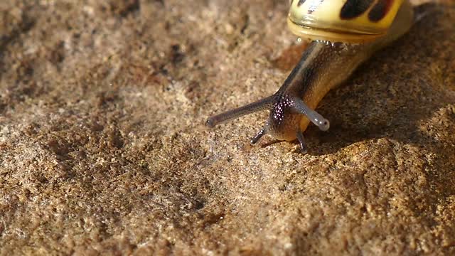 Watch the snail up close