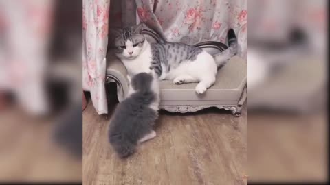 Baby Cats