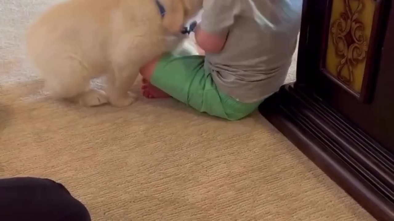 cute puppy playing with baby