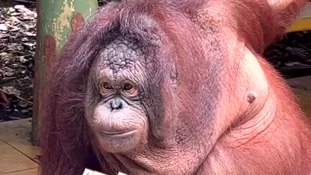 I came to the zoo for three things