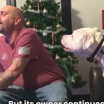 Dog Demands All the Attention No Matter What