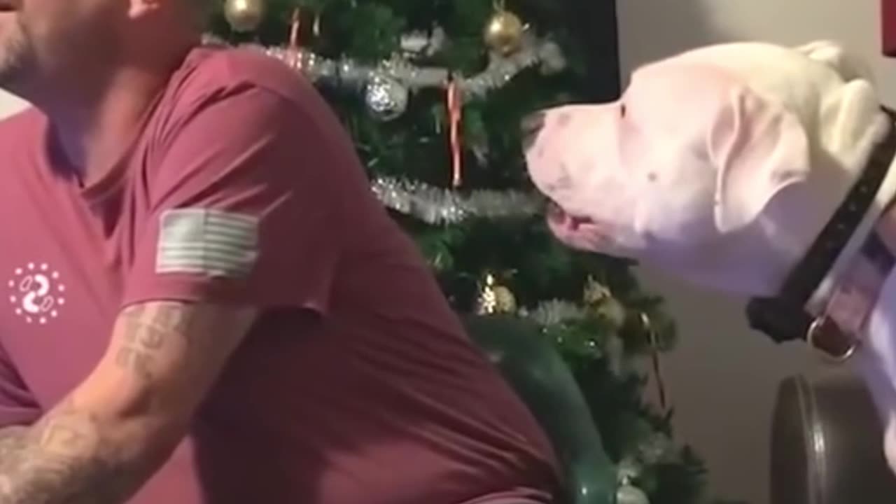 Dog Demands All the Attention No Matter What