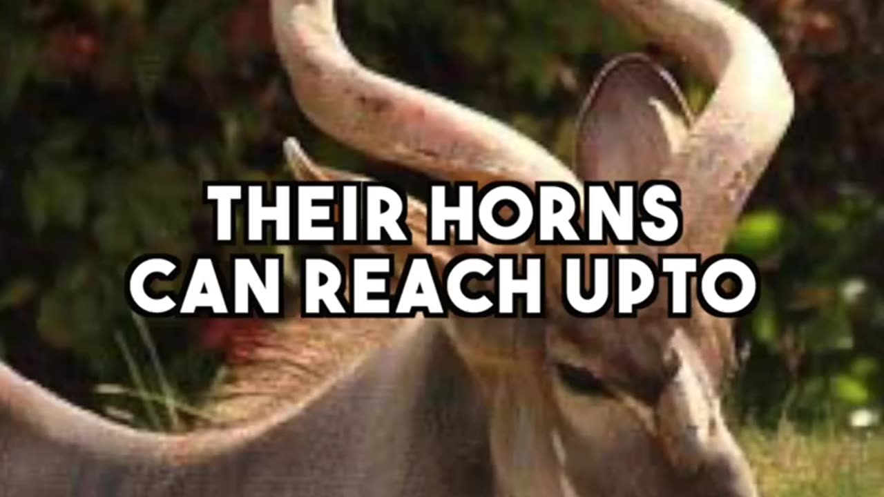 😲🐂😱 Top 3 Animals With The Biggest Horns