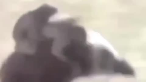 How to get t a new car for a new 🆕to be a girl