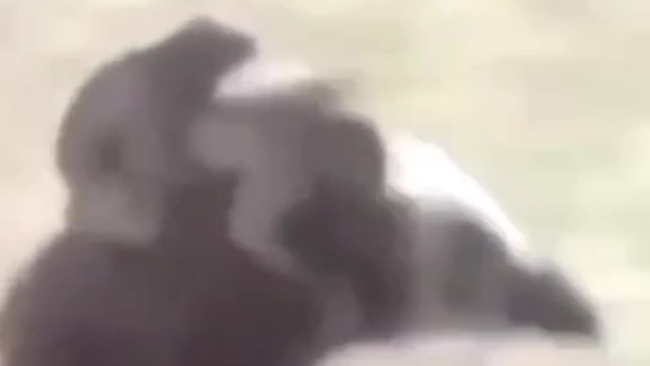 How to get t a new car for a new 🆕to be a girl