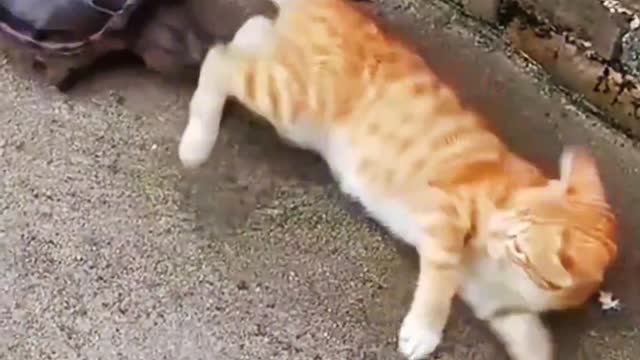 Cute cat or dog