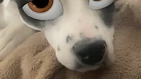 dog with the disney eye filter