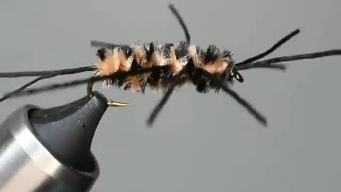 This is a beautiful and charming water-dwelling species