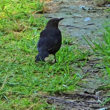 A beautiful blackbird on a nature trail.