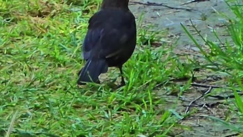 A beautiful blackbird on a nature trail.