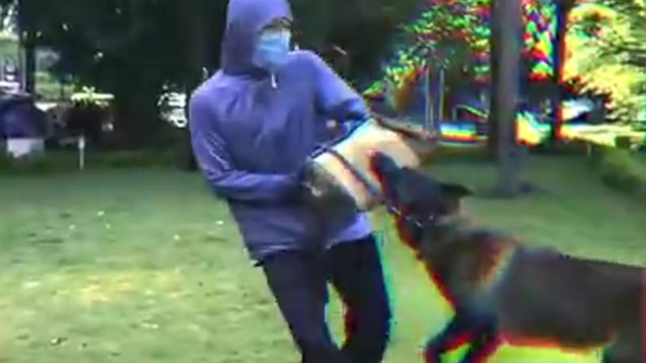 Sharp Mind Of Dog