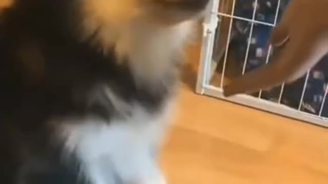 Funny Dog Handshaking | Funny Dog Training | Siberian Husky | Most Popular Breed