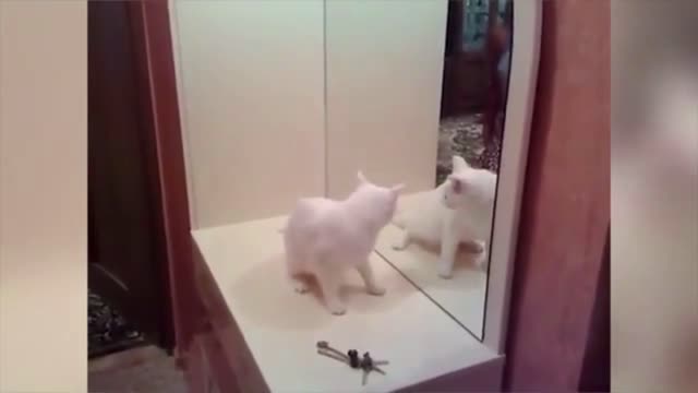 😽TRY NOT TO LAUGH! 🐈Cats vs Cucumbers Compilation Funniest Moment When Cat Scared #14