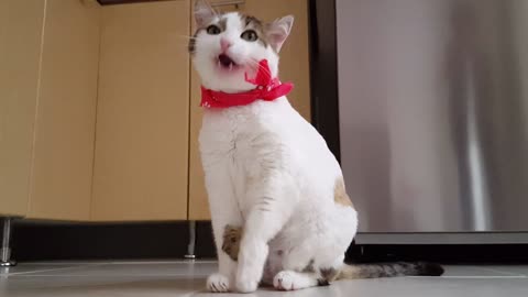 My cat after breakfast for cicada
