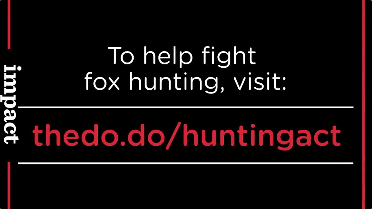 Fox Hunt Saboteurs Risk Lives To Save Foxes from Painful Deaths [ADULT LANGUAGE] | The Dodo