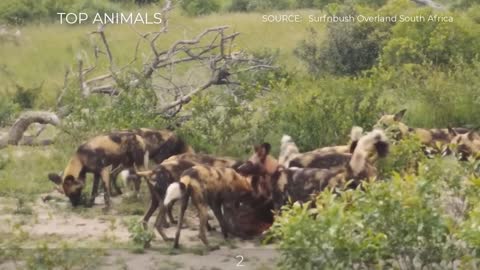 7 CRAZY MOMENTS WILD DOGS LIKE TO HUNT PREGNANT AND YOUNG PREY~6