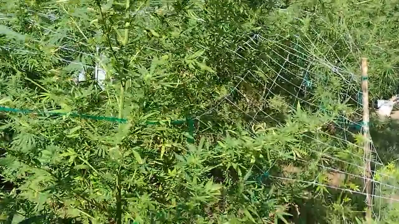 seed sep machine and outdoor update