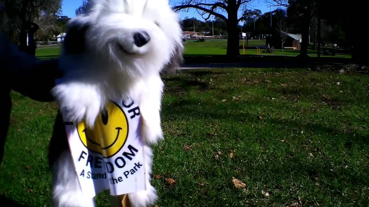 Frank the Sheepdog at Stand in the Park