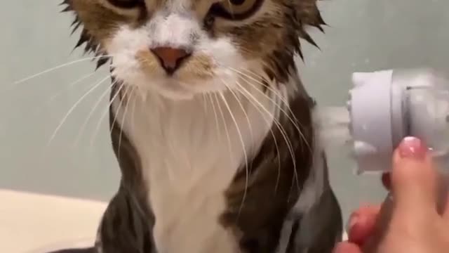 Cat Taking a Bath