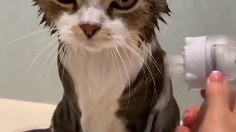 Cat Taking a Bath